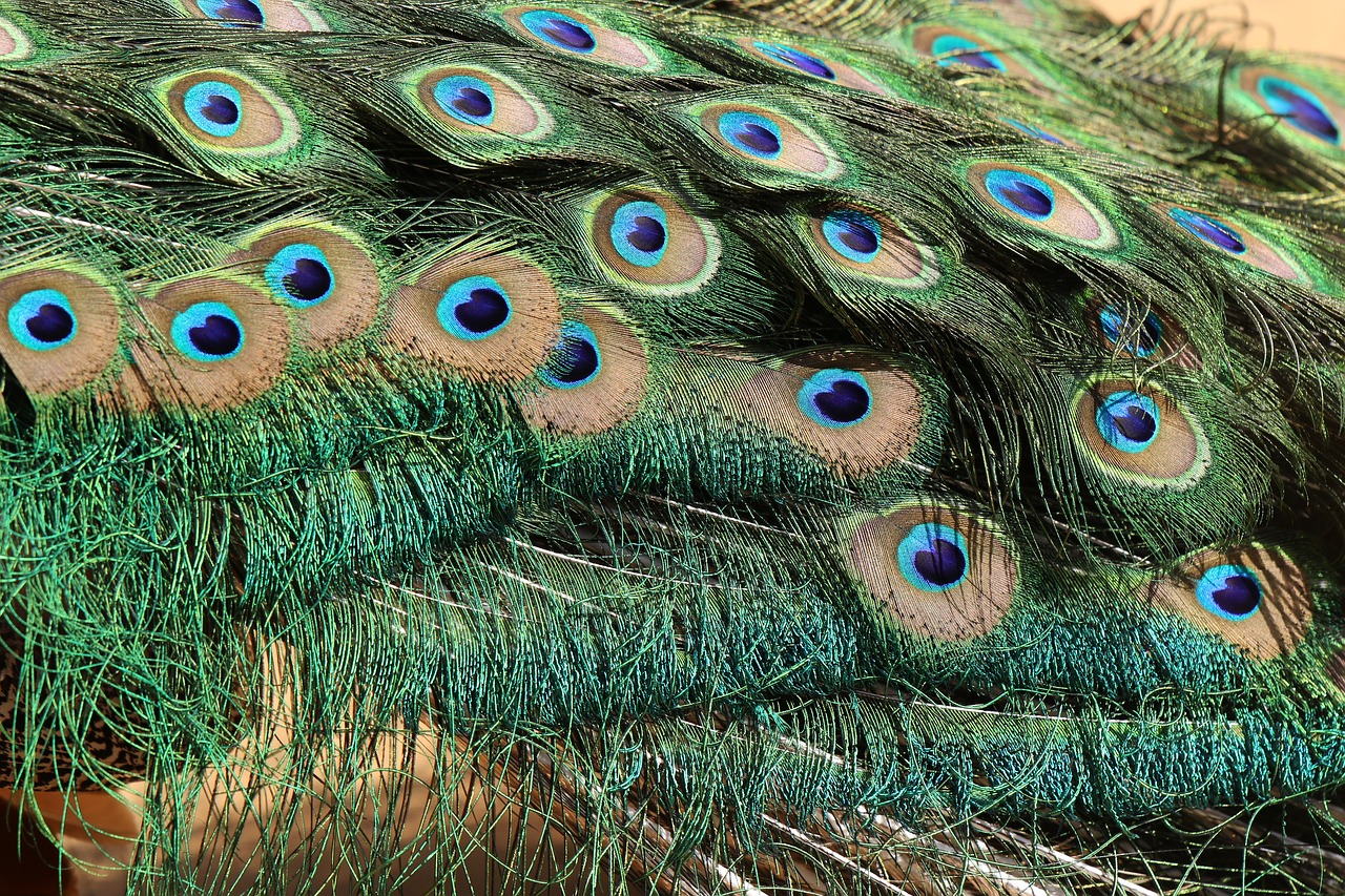 bird  peacock  tail free photo