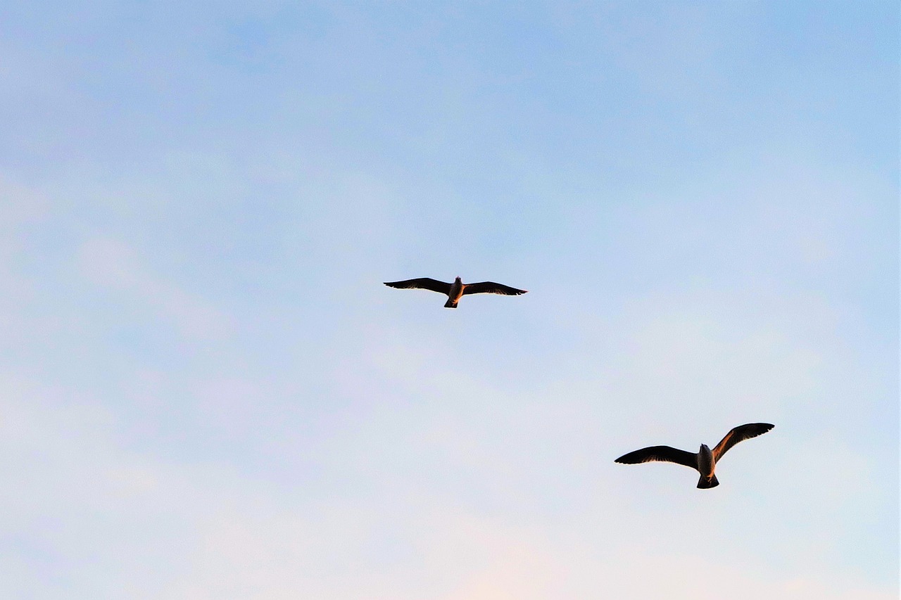 bird  seagull  marine free photo