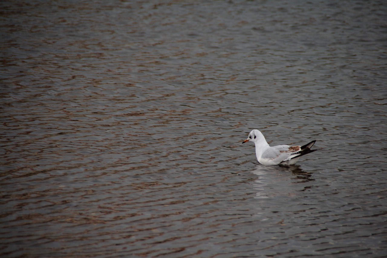 bird  shadows  water free photo