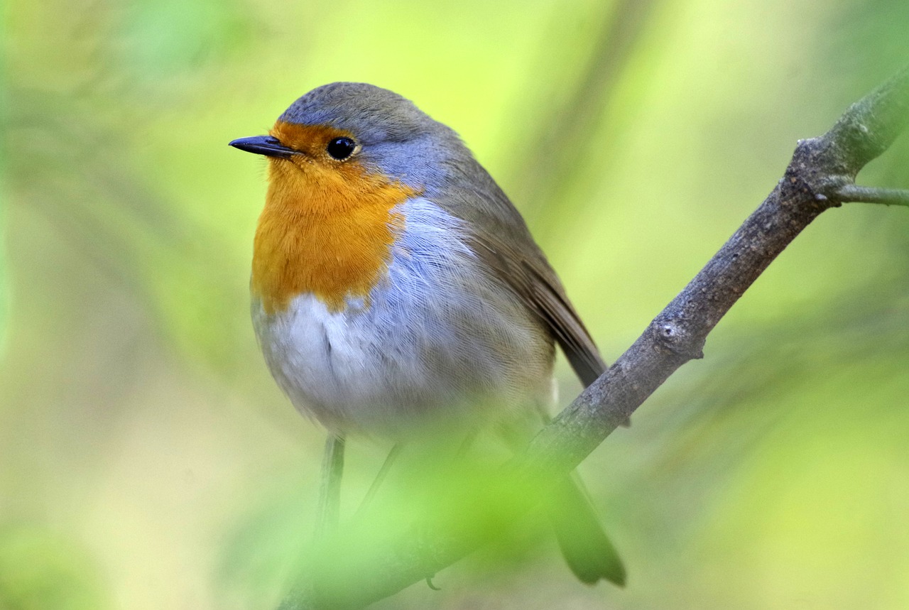 bird  robin  garden free photo