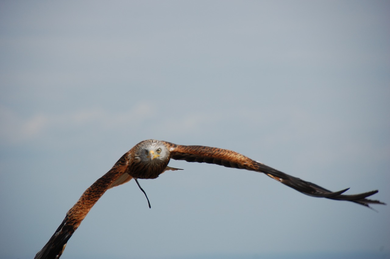 bird  raptor  flight free photo