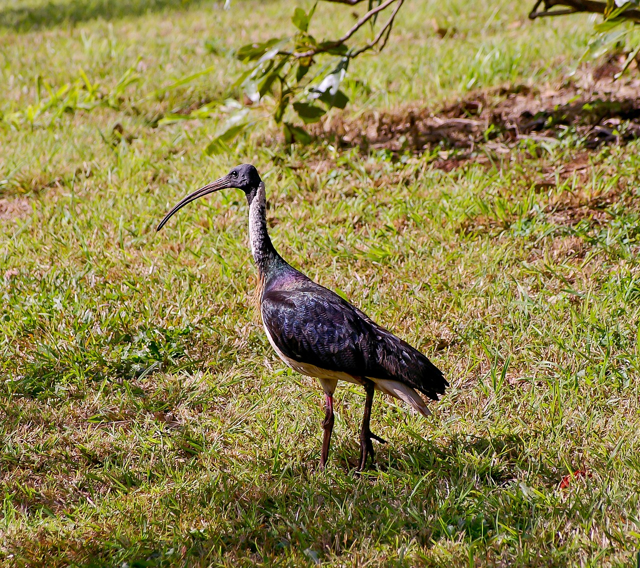 bird  straw necked ibis  threskiornis spinicollis free photo