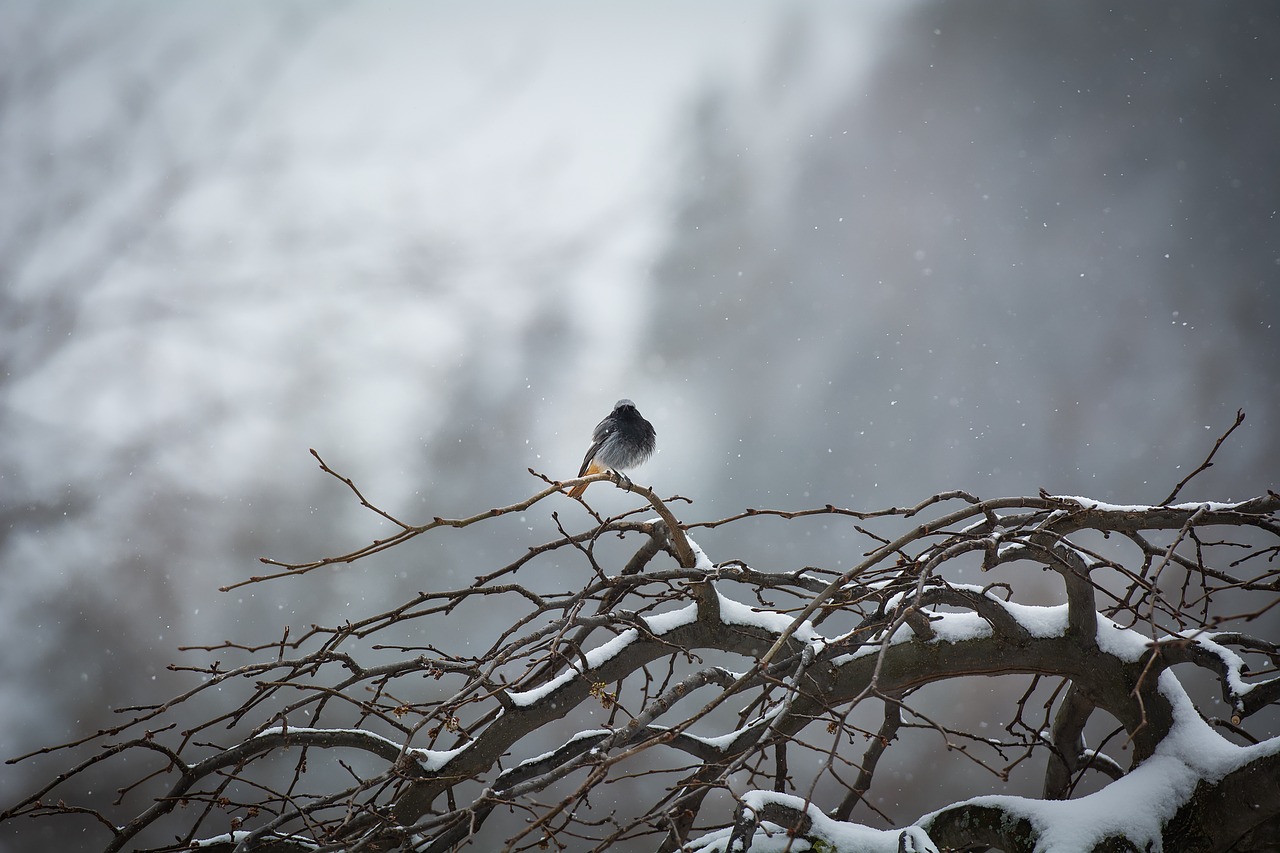 bird  tree  winter free photo