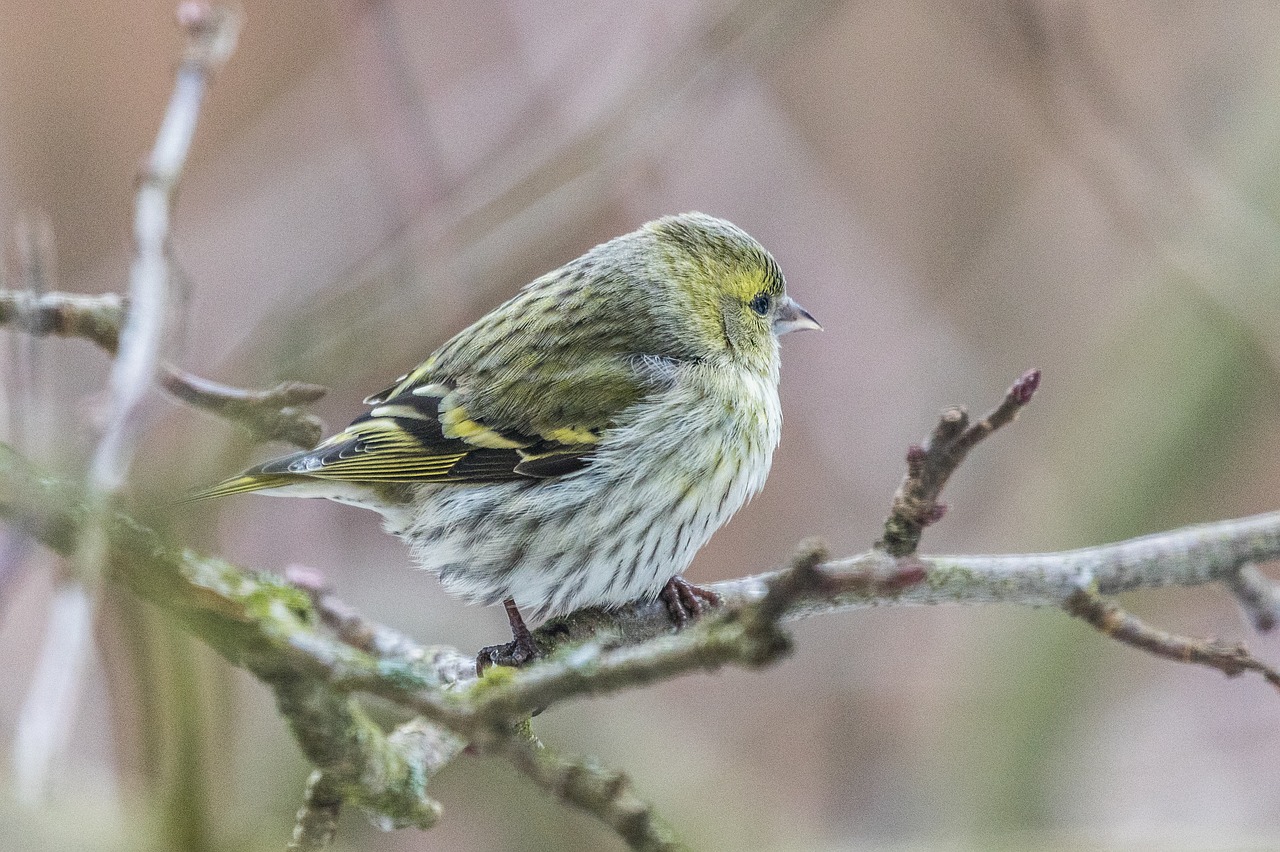 bird  garden  animal free photo