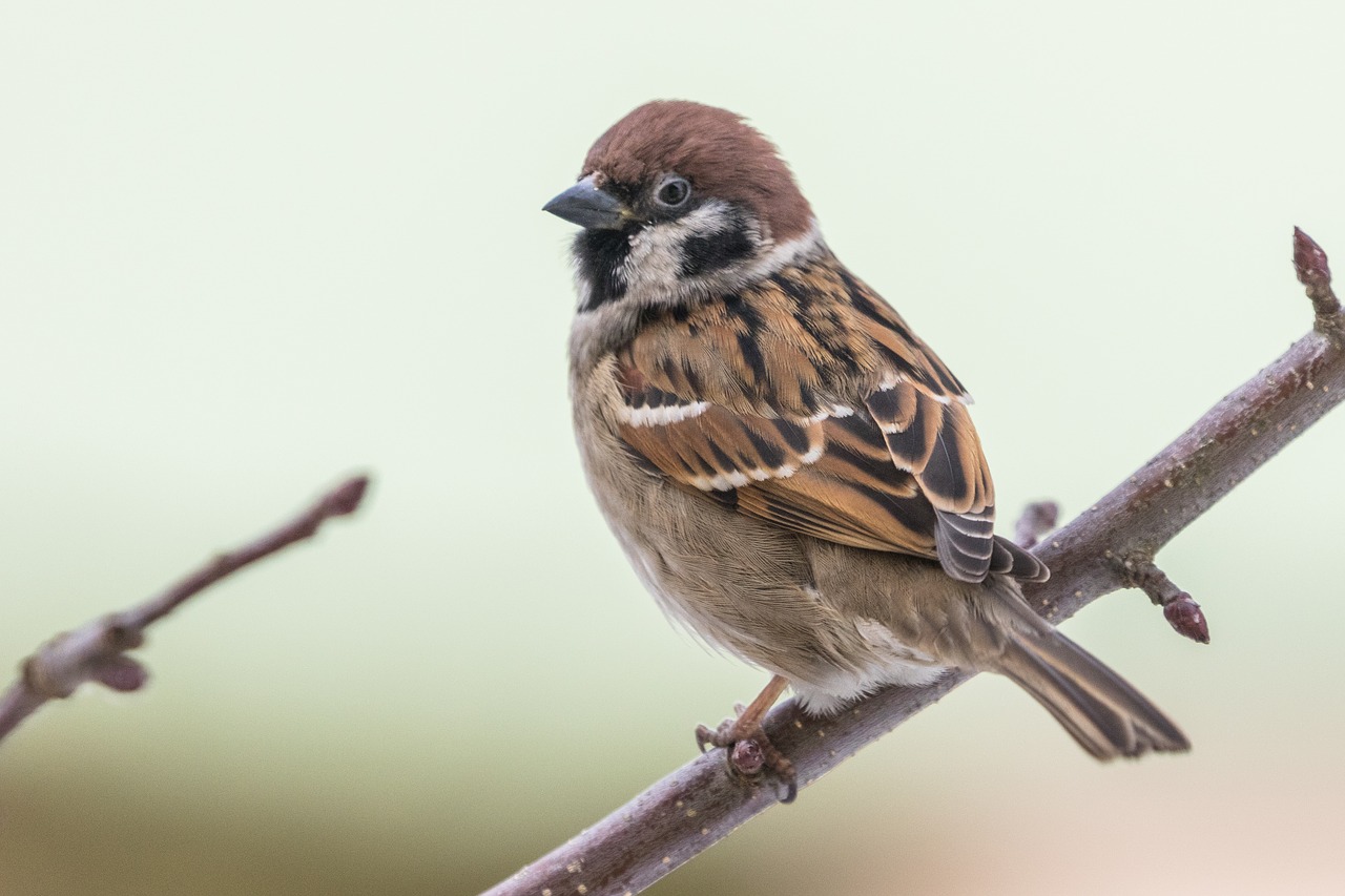 bird  the garden  animal free photo