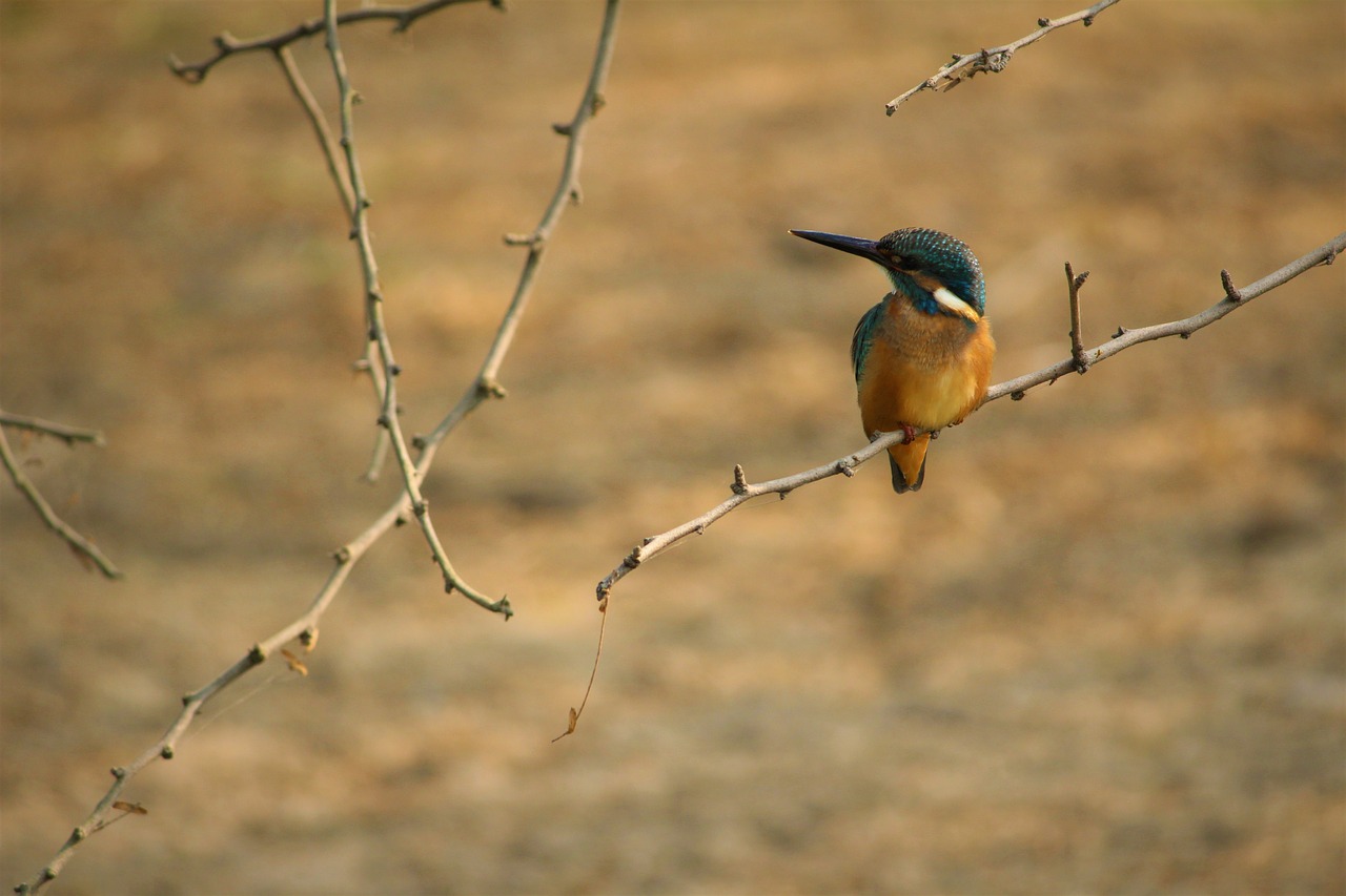 bird  small  kingfisher free photo