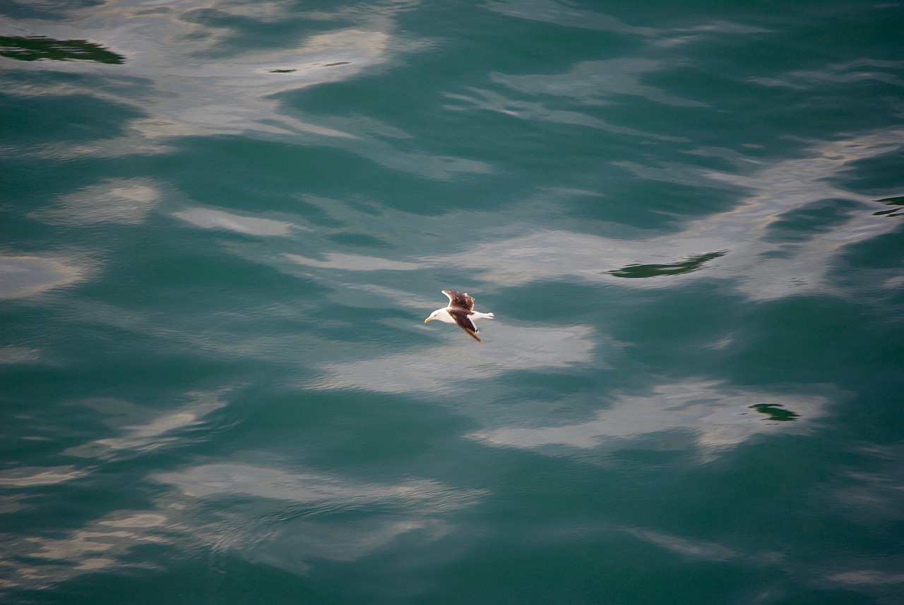 bird  seagull  sea free photo