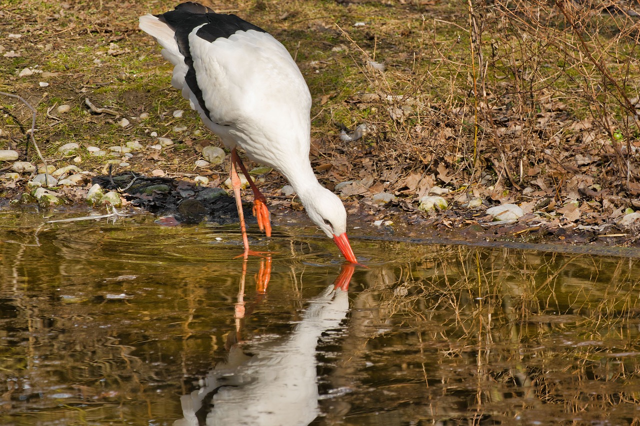 bird  animal  zoo free photo