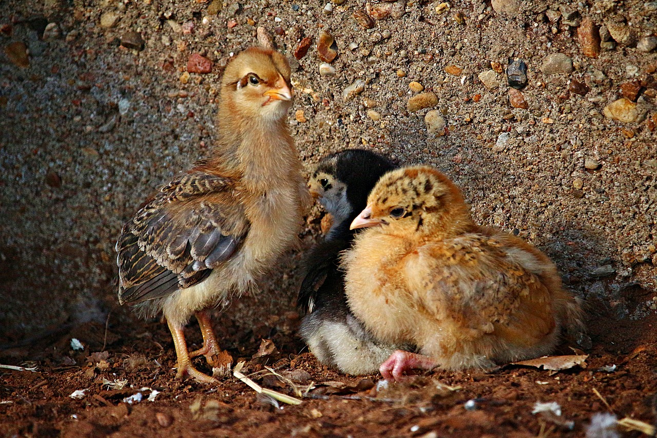 bird  chicks  easter free photo