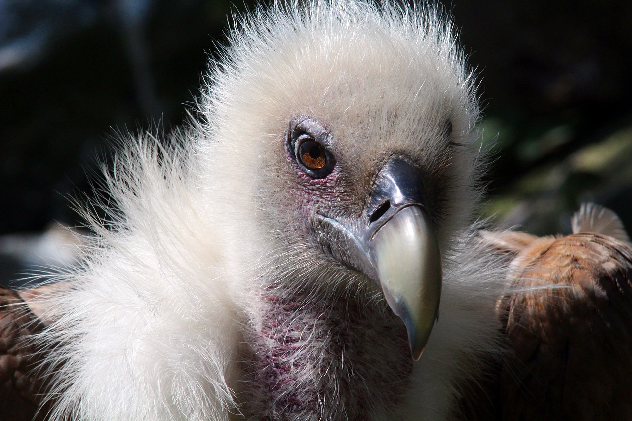 bird  feathers  beak free photo