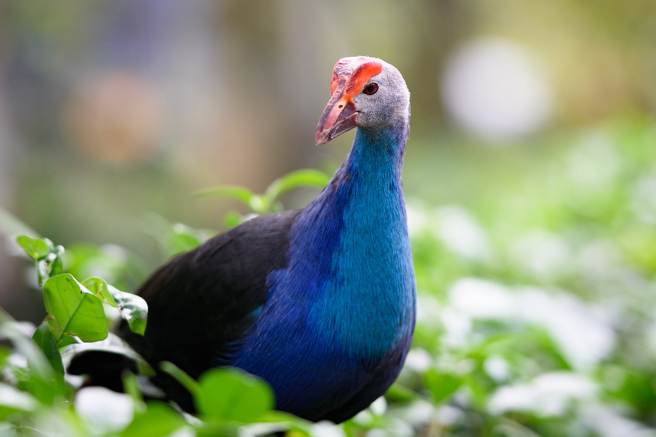 bird  animal  zoo free photo