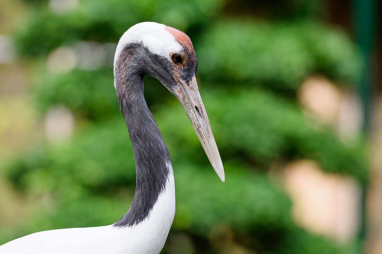 bird  animal  zoo free photo