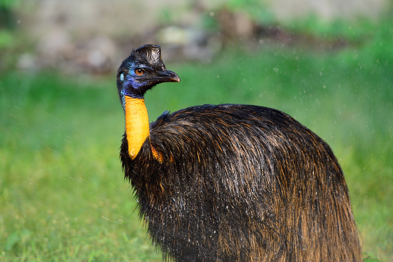 bird  animal  zoo free photo