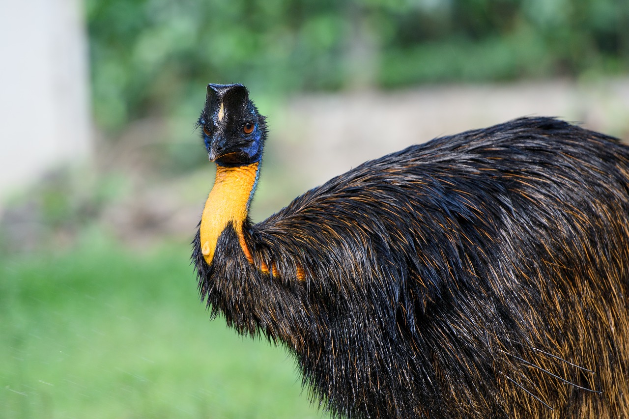 bird  animal  feather free photo