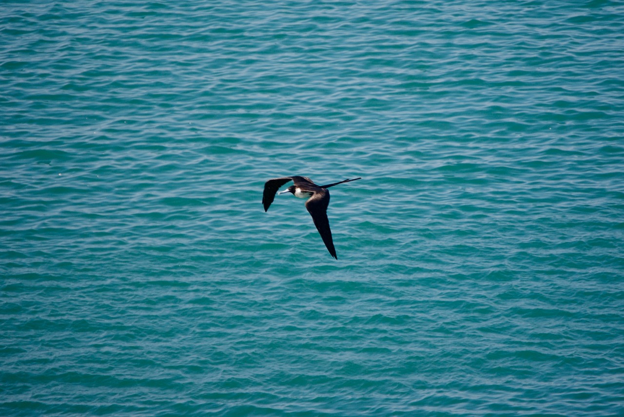 bird  ocean  sea free photo