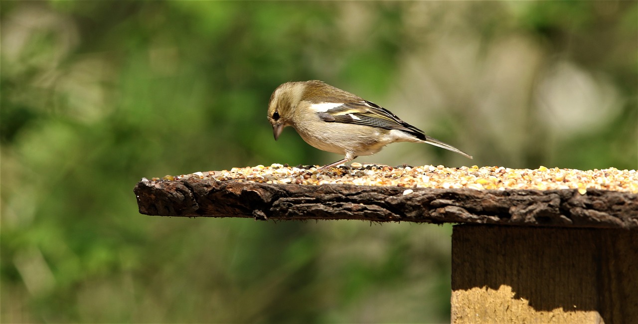 bird  green finch  nature free photo