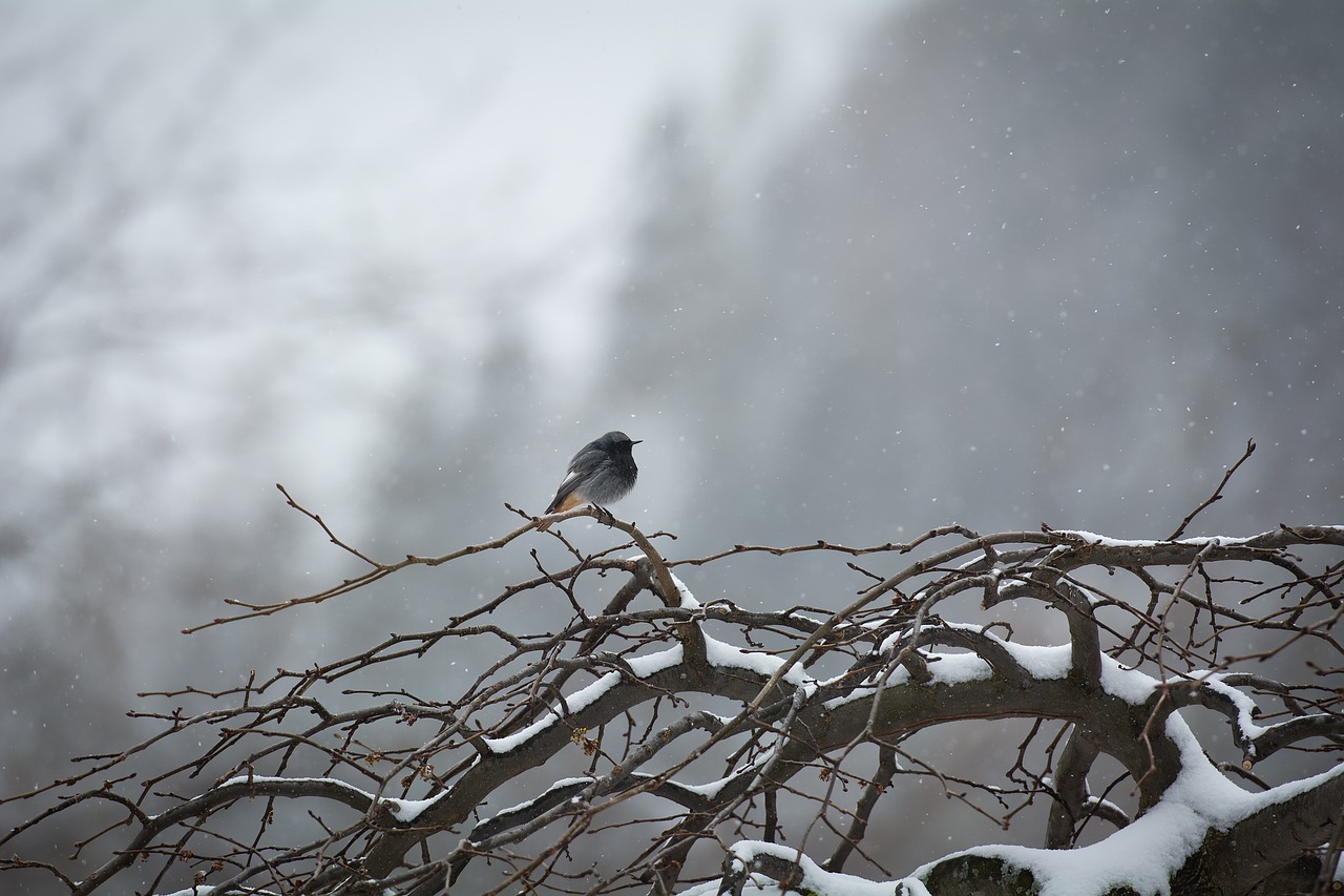 bird  lonely  tree free photo