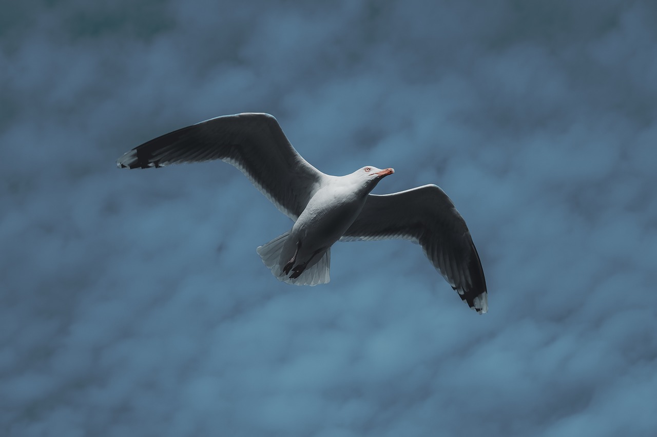 bird  sky  blue free photo