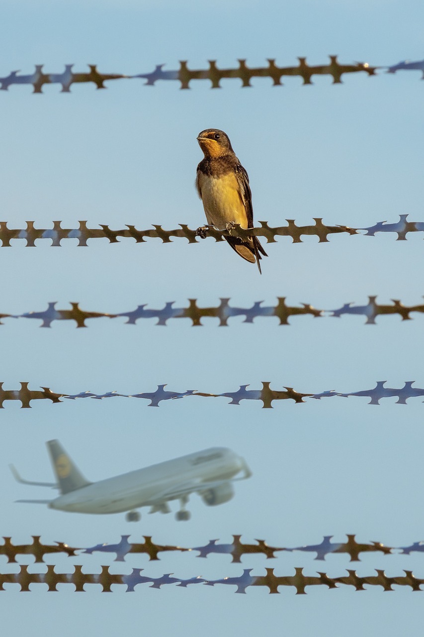 bird  aircraft  fence free photo
