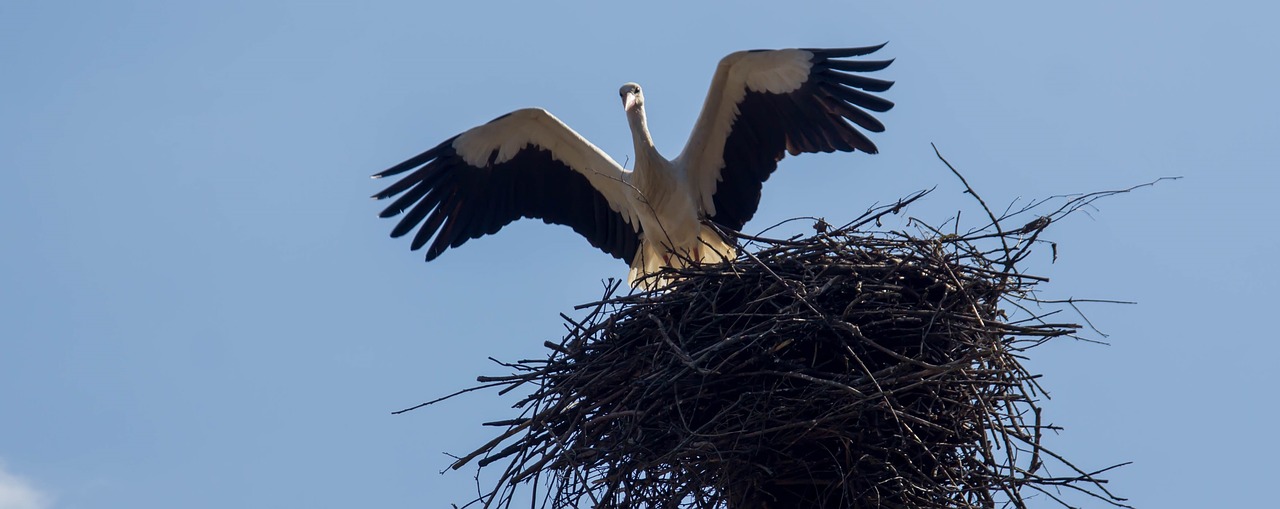 bird  stork  jack free photo