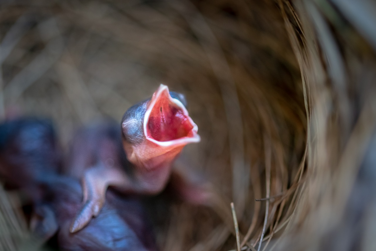 bird  baby  animal free photo