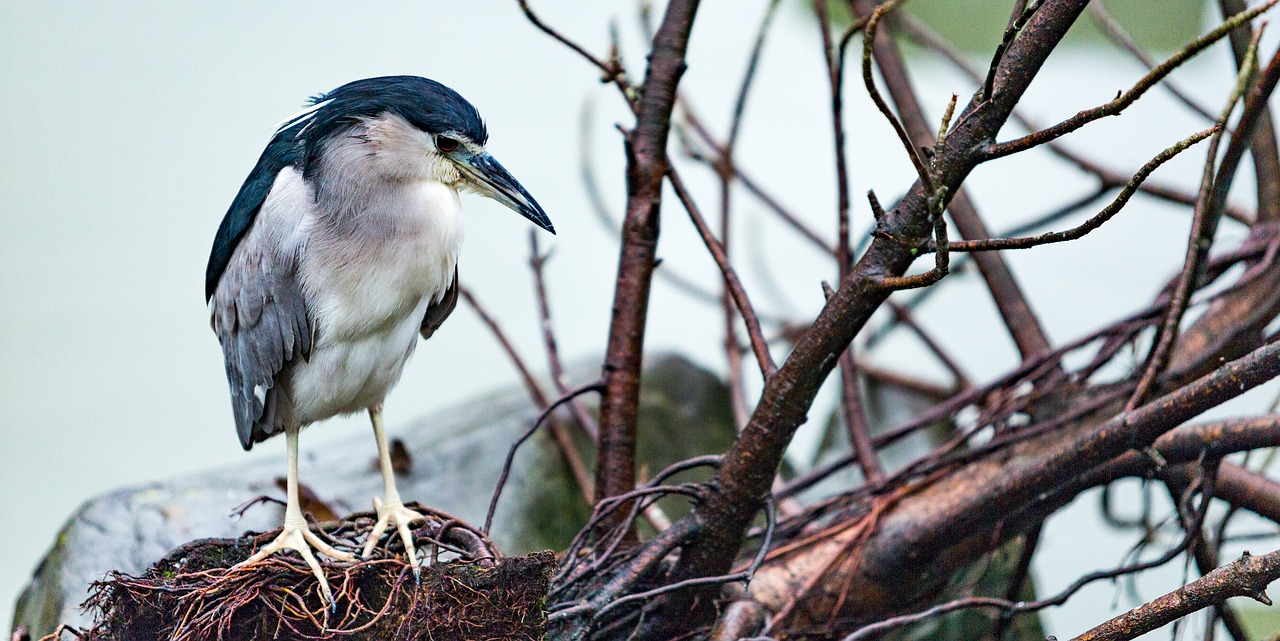 bird  water  nature free photo