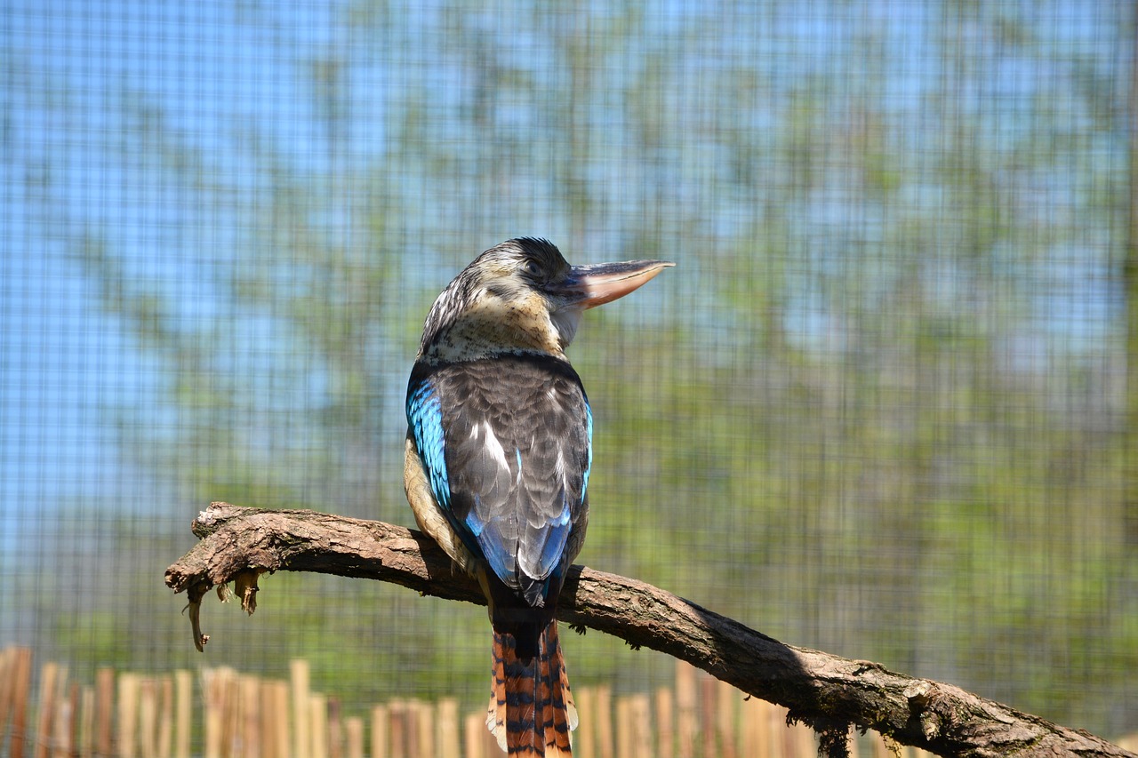 bird  bill  zoo free photo