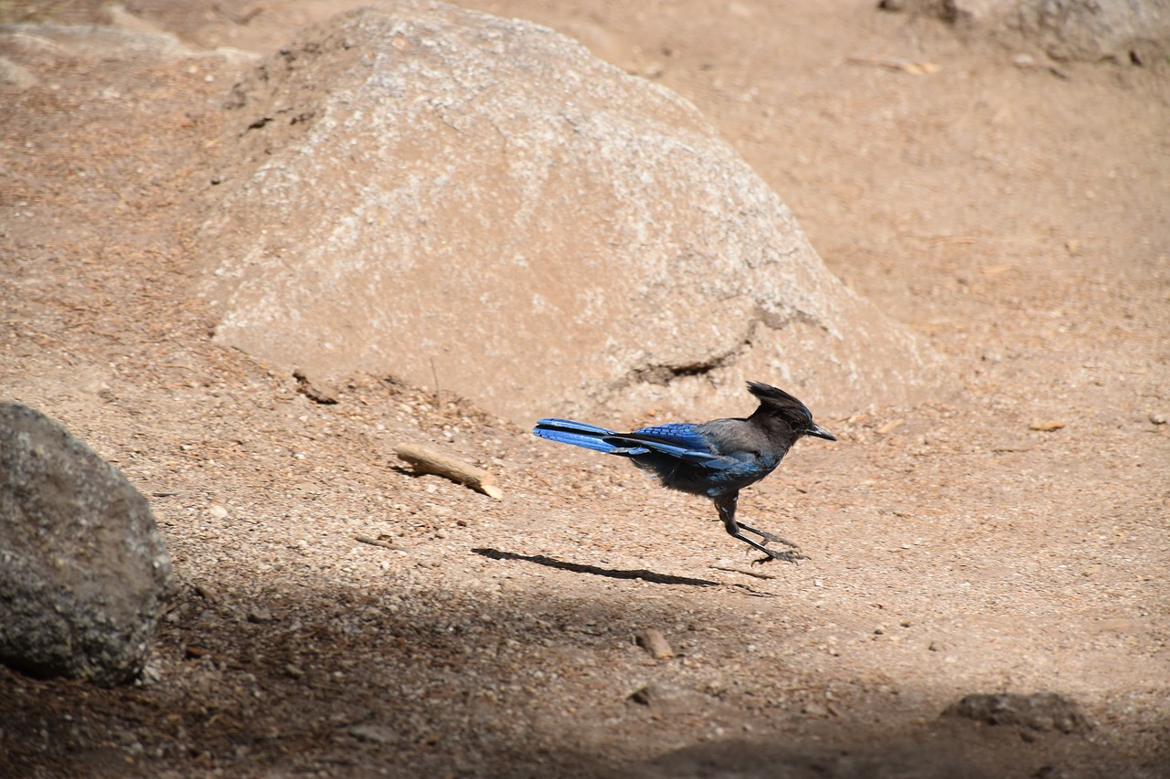 bird  nature  wilderness free photo