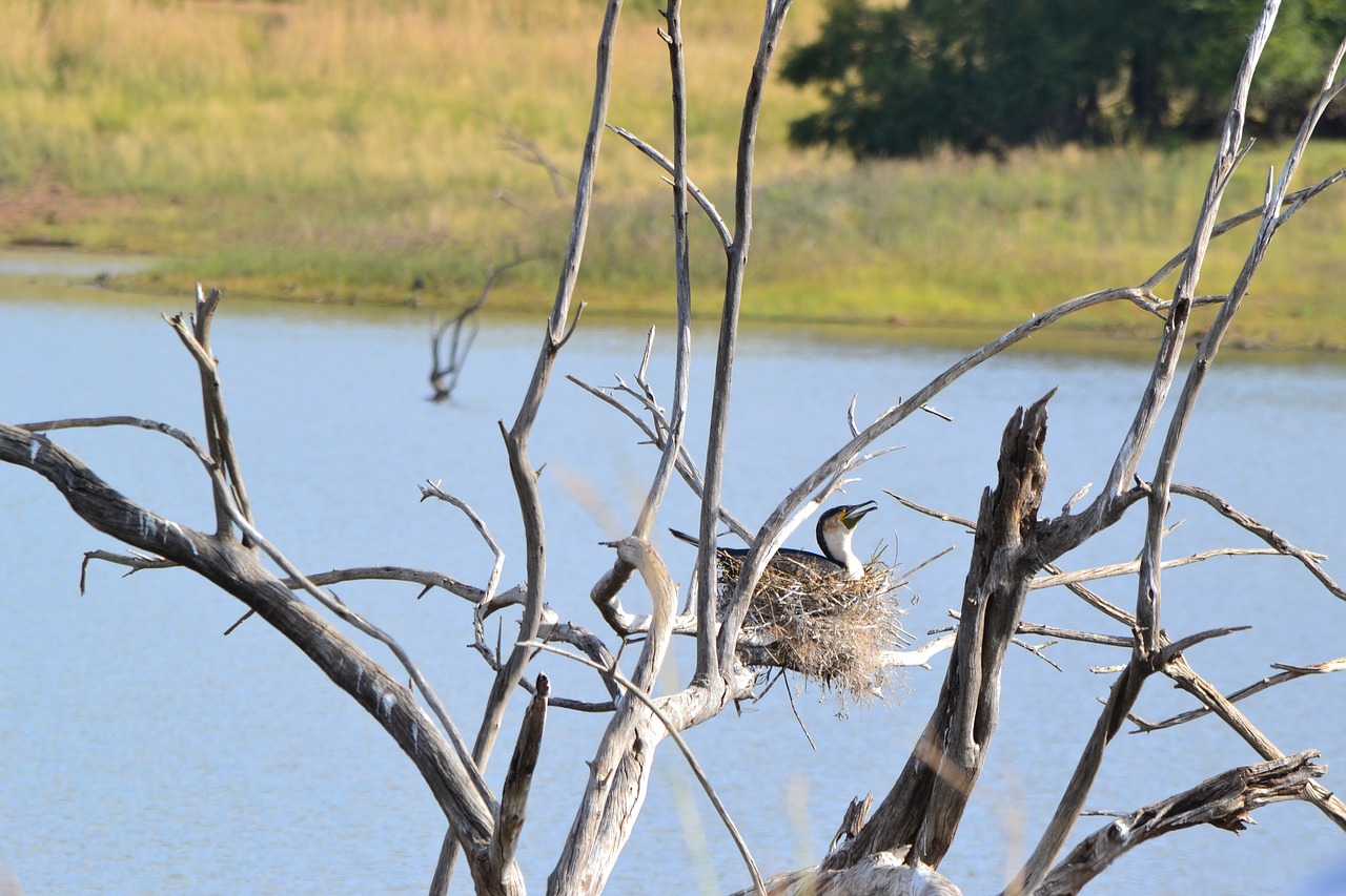 bird  nest  tree free photo