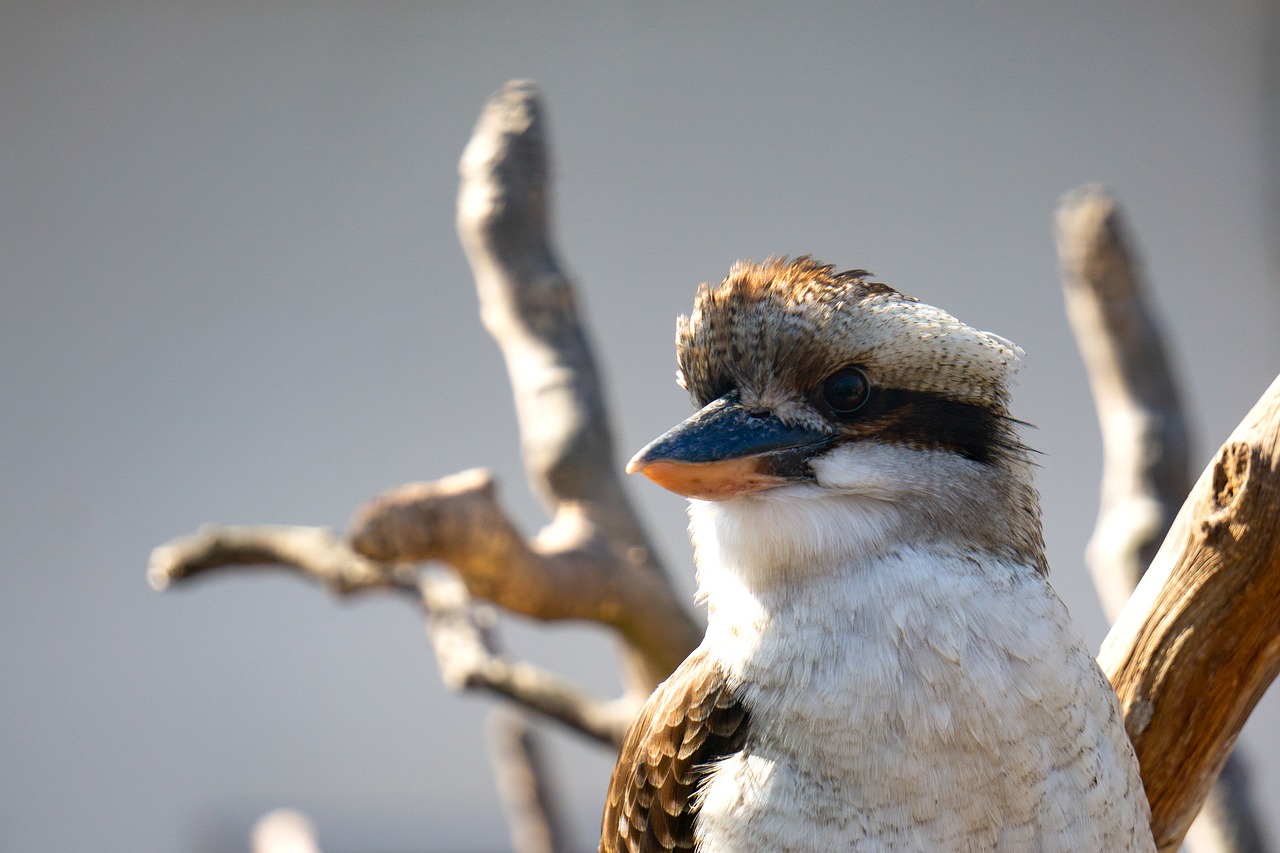 bird  kingfisher  nature free photo