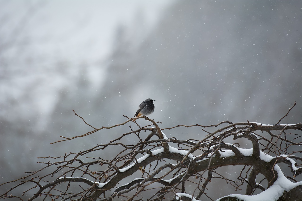 bird  tree  winter free photo