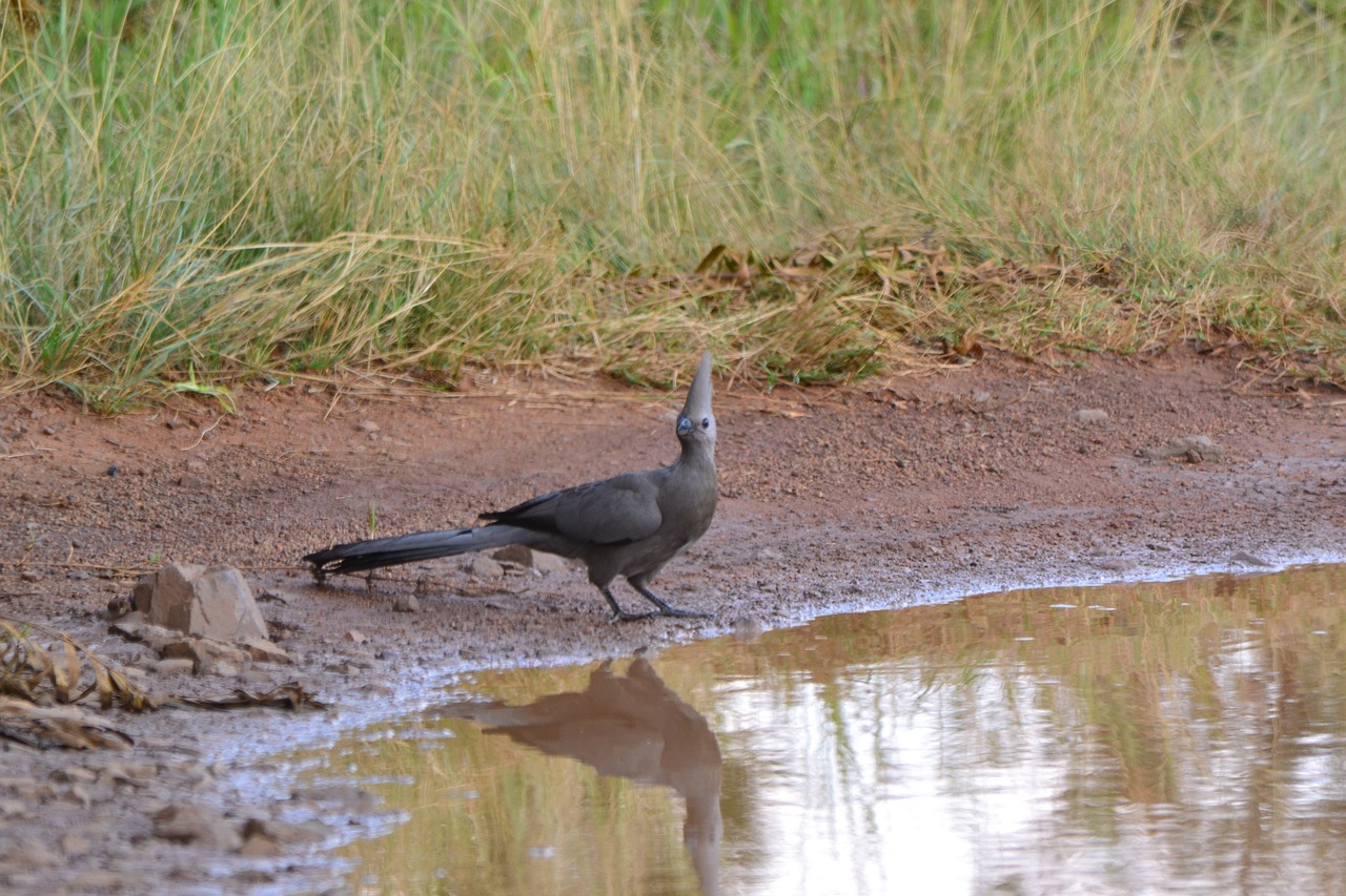 bird  water  reflection free photo