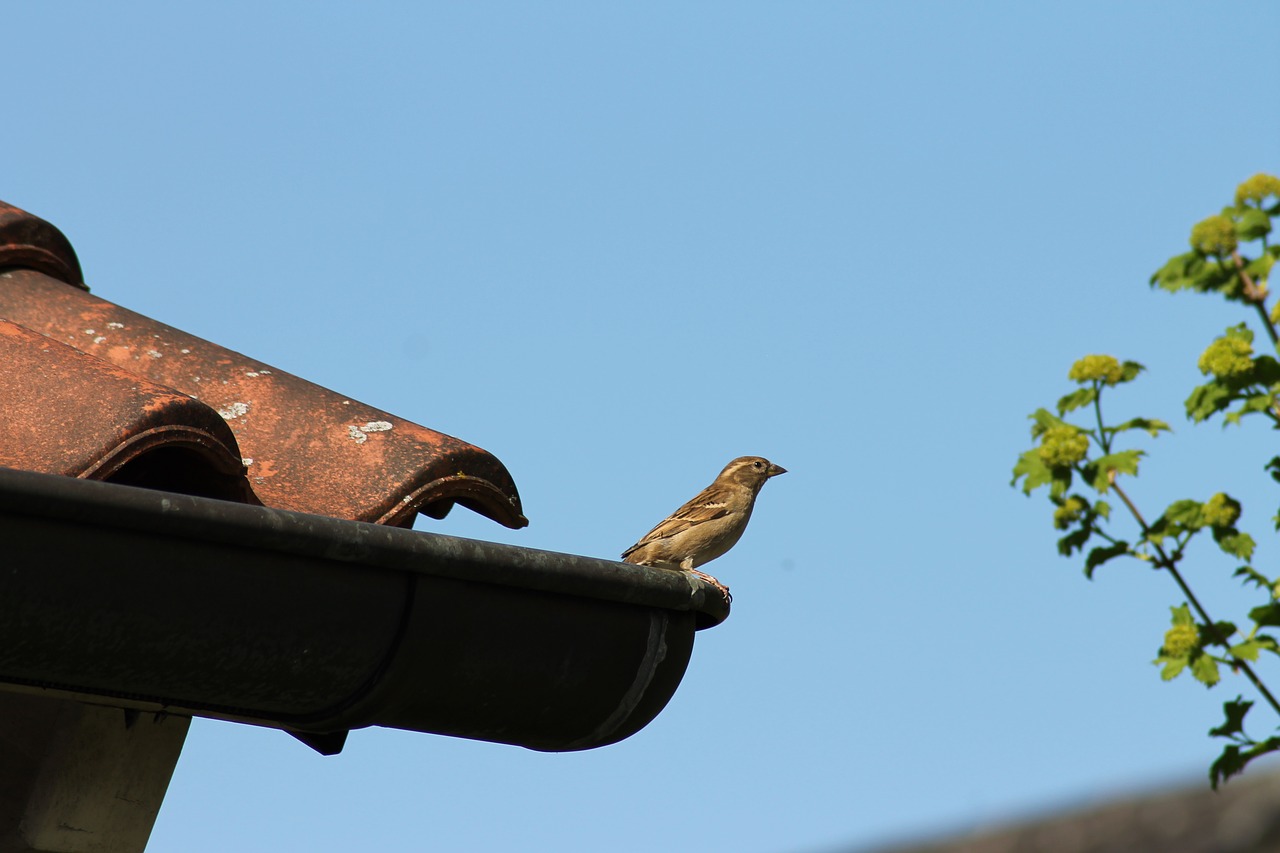 bird  roof  nature free photo