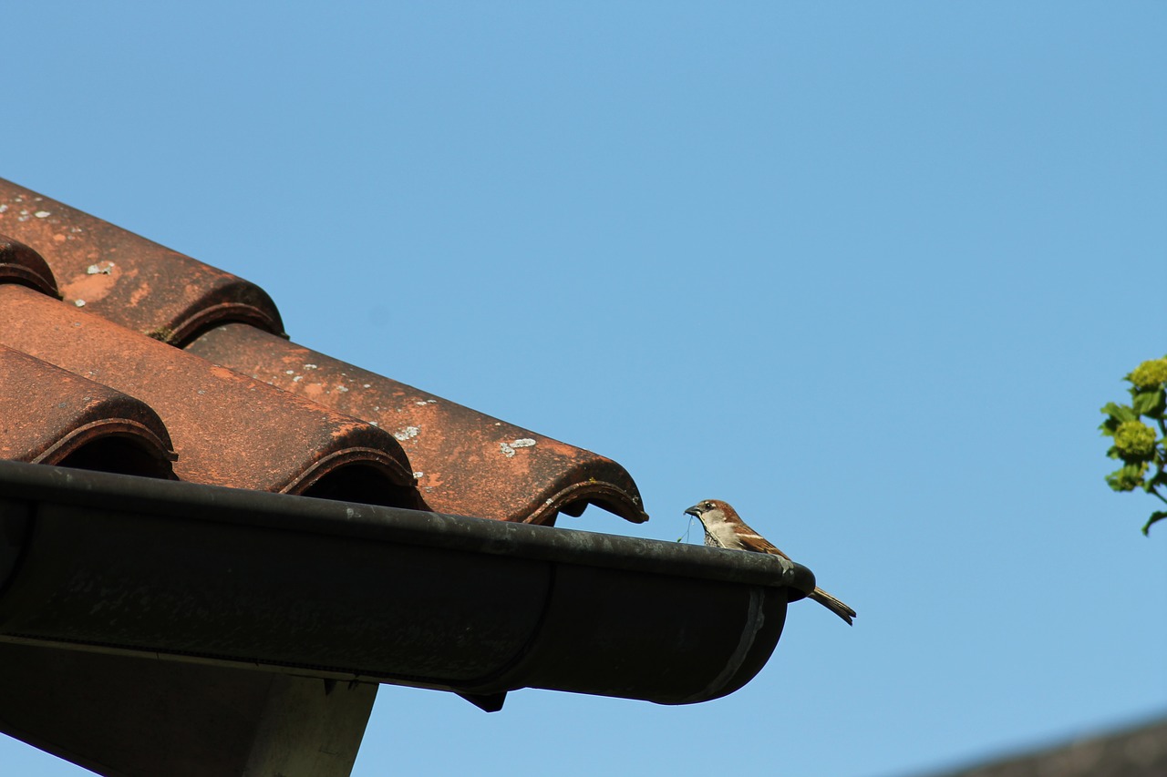 bird  roof  nature free photo