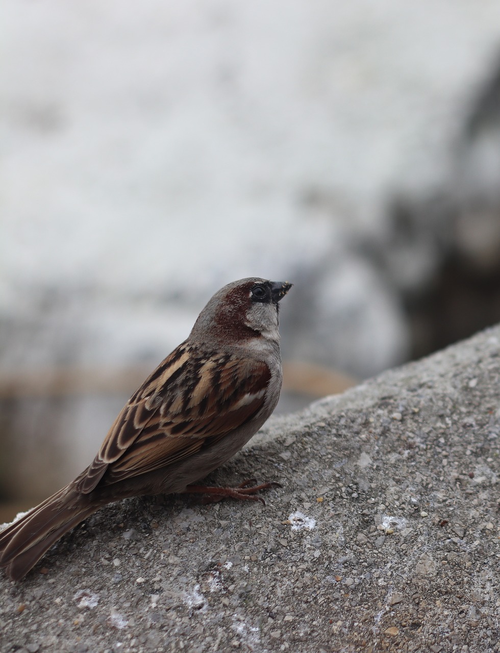 bird  sparrow  tiny free photo