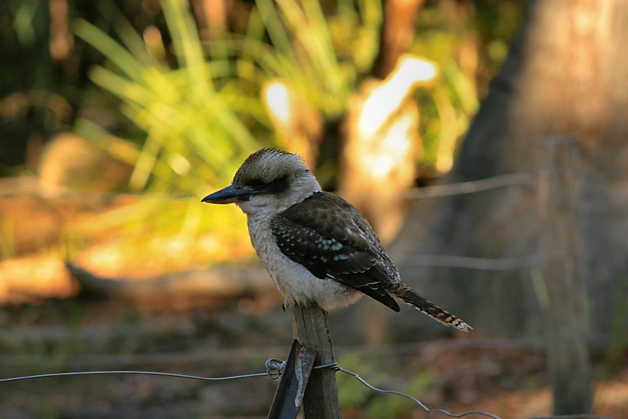 bird  kookaburra  australia free photo