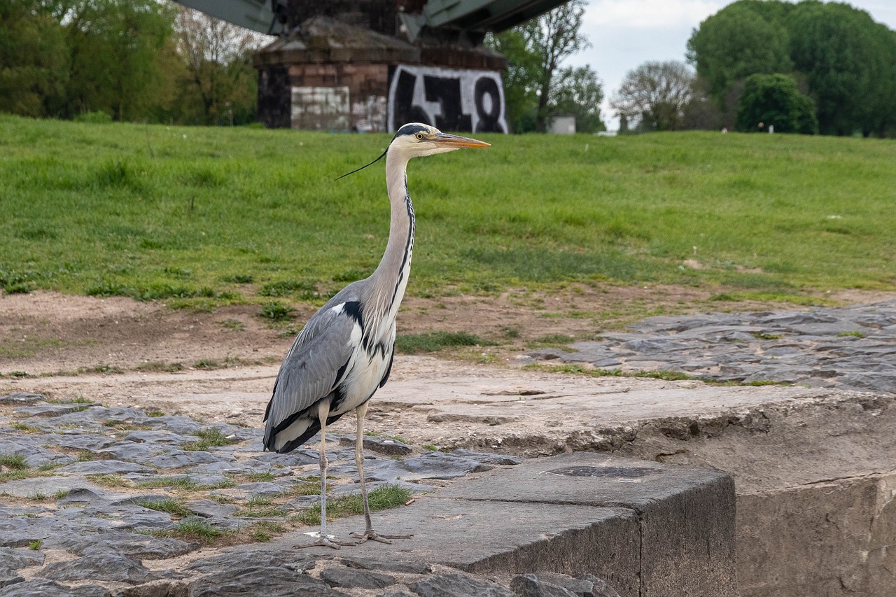 bird  heron  grey heron free photo