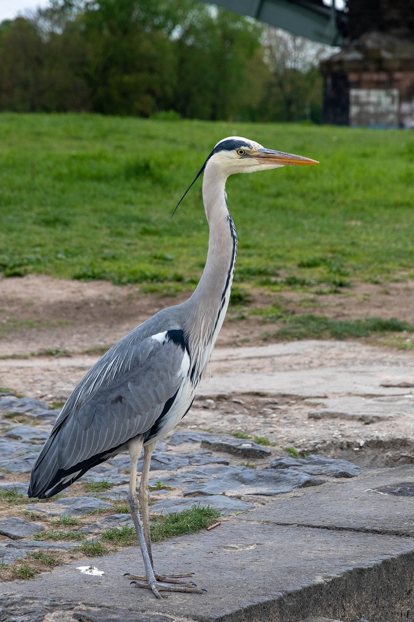 bird  heron  grey heron free photo