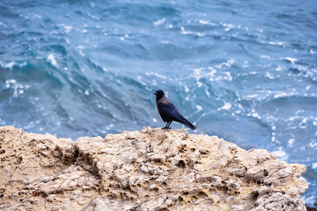 bird  sea  nature free photo