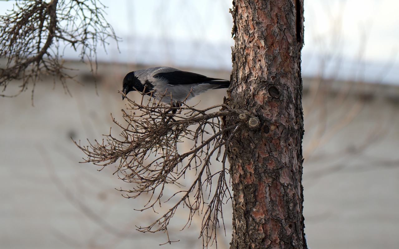 bird  crow  plumage free photo