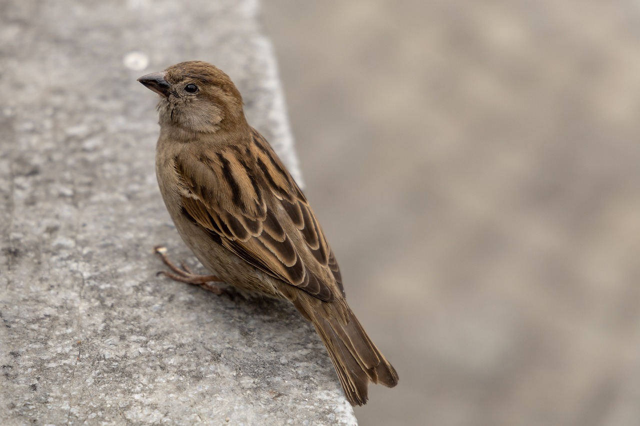 bird  sperling  sparrow free photo