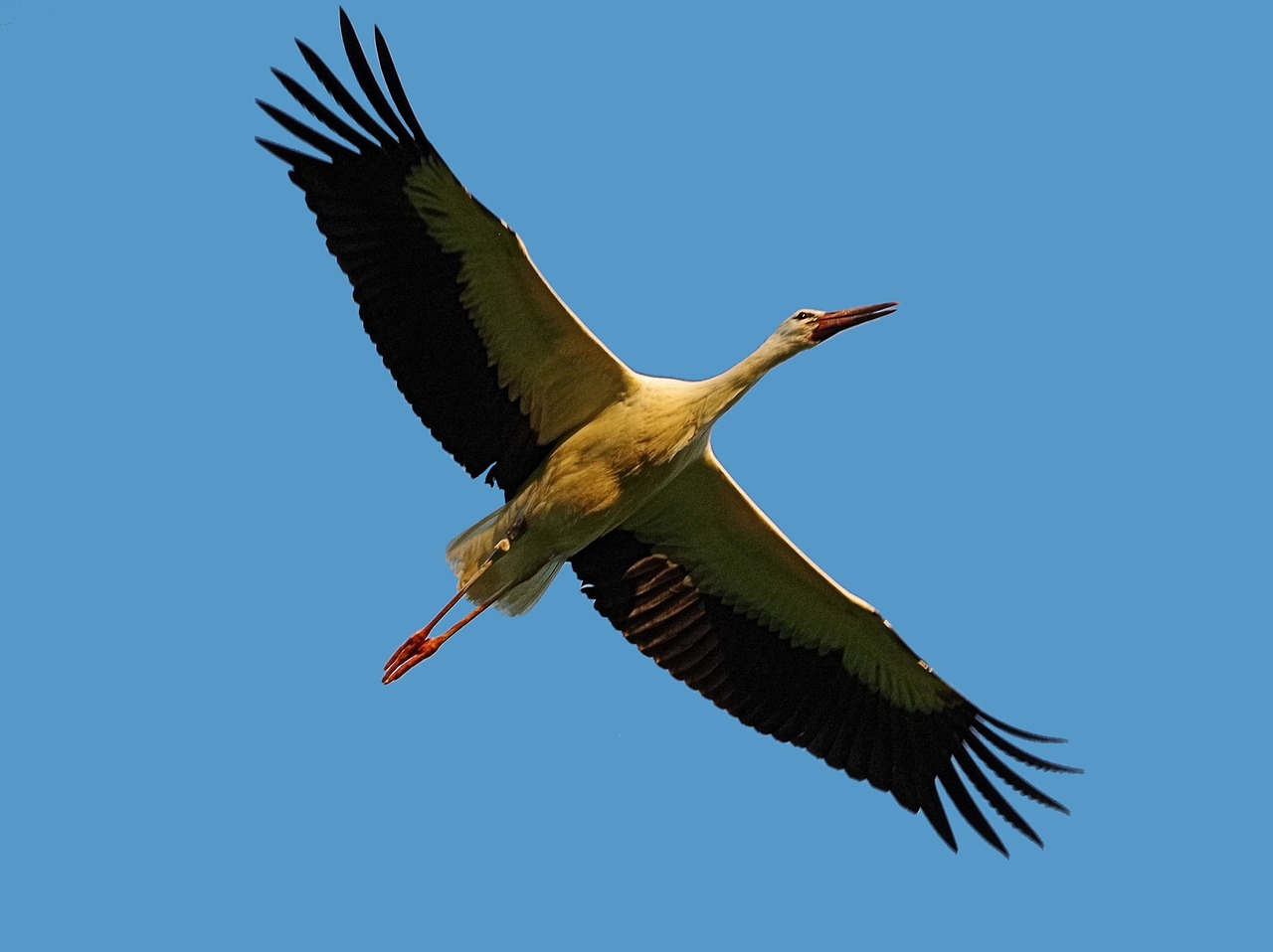 bird  habitat  stork free photo