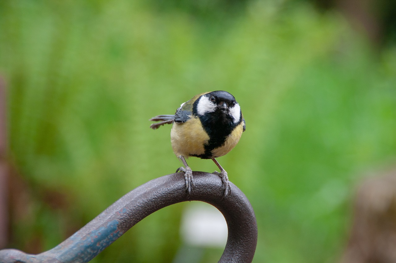 bird  nature  sitting free photo