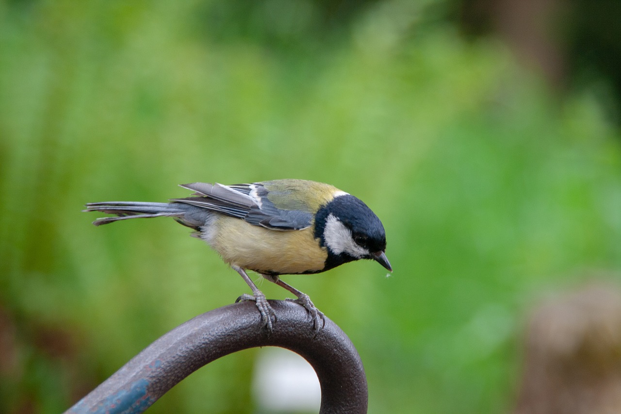 bird  wild  nature free photo