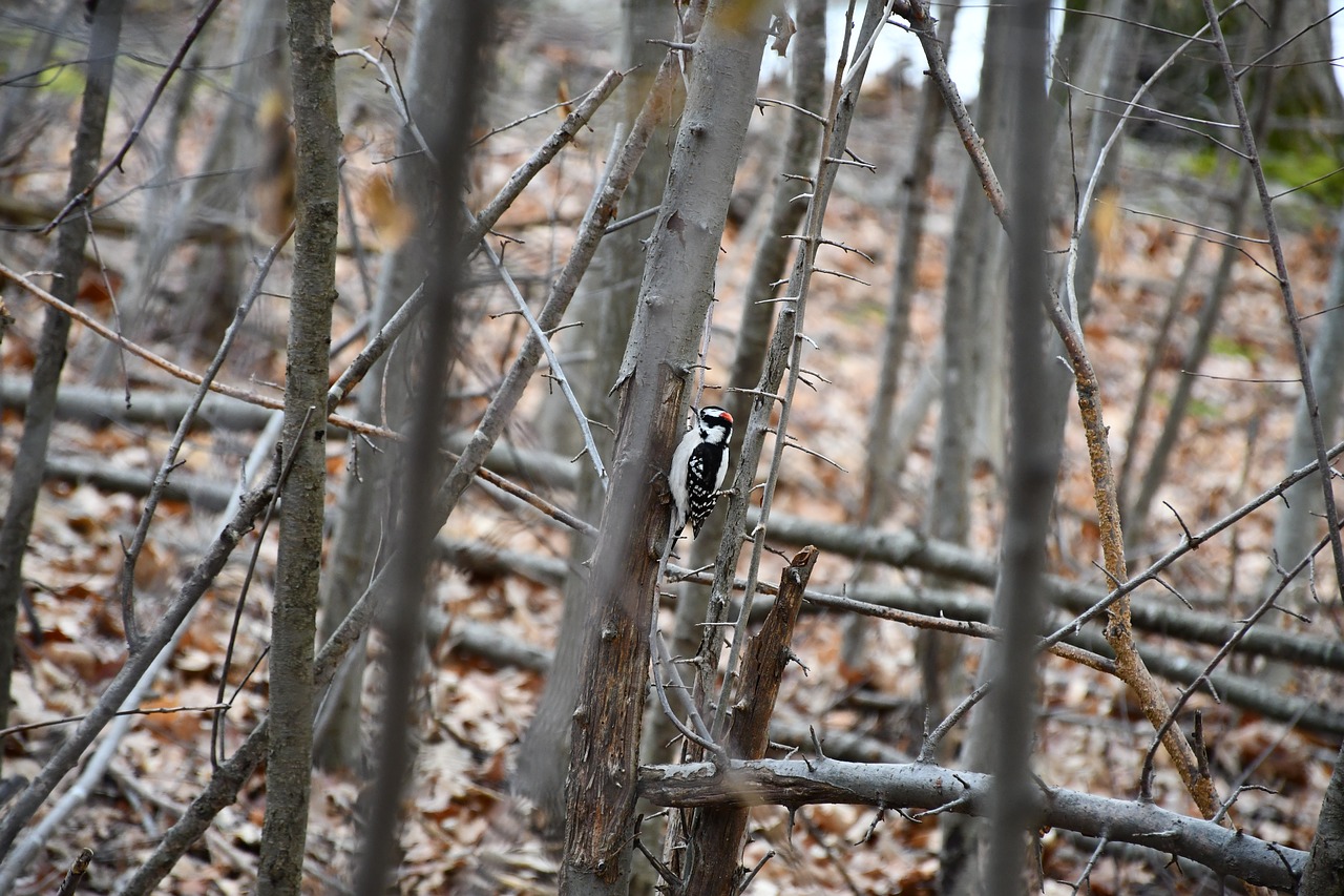 bird  forest  trees free photo