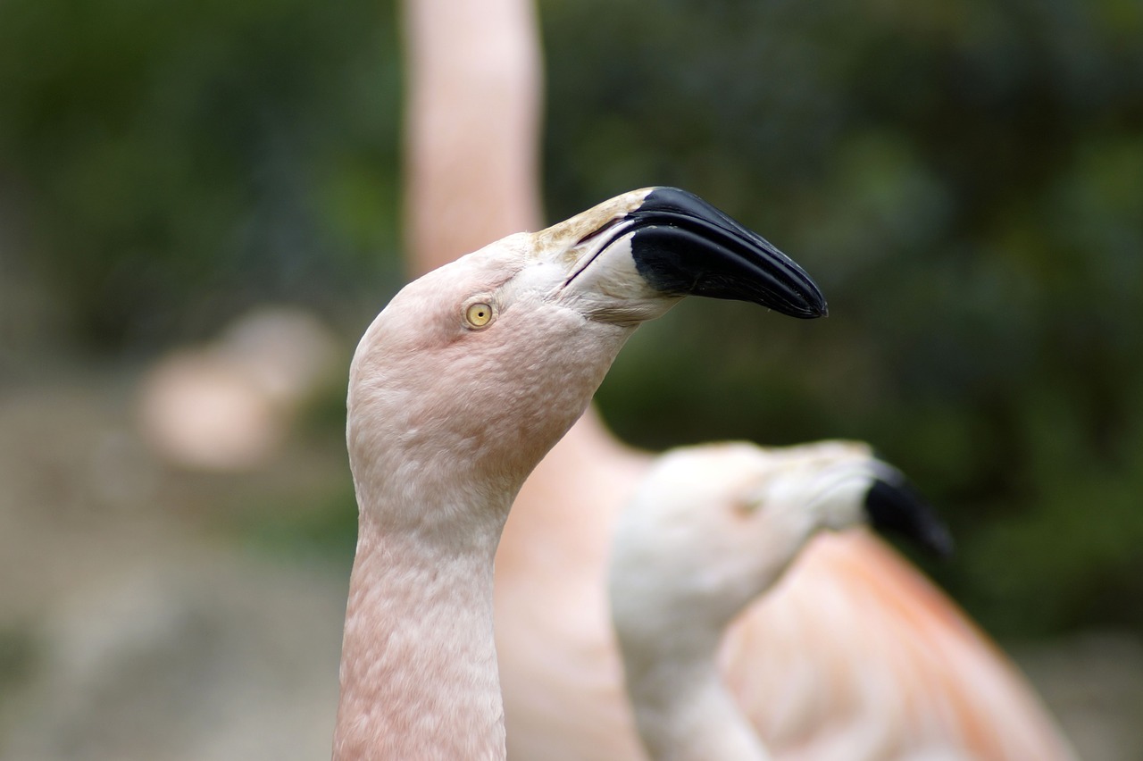 bird  flamingo  animal world free photo