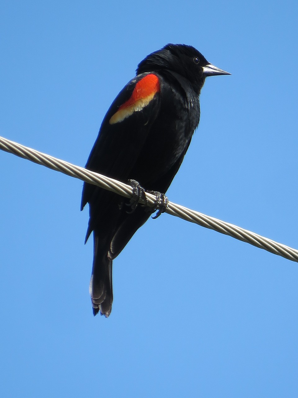 bird  redwing  iowa free photo