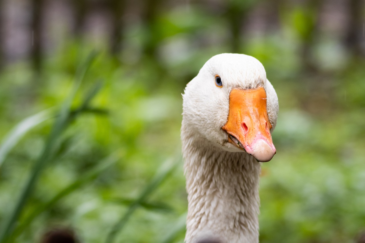 bird  goose  nature free photo