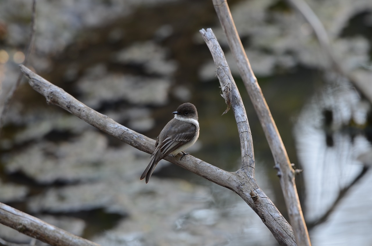 bird  feather  small free photo