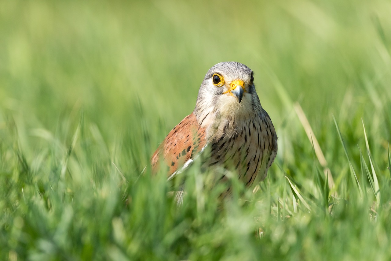 bird  kestrel  grass free photo